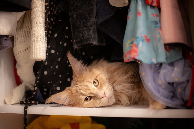 kočka ve skříni
